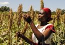 Flambée des prix alimentaires : le FMI alerte sur « les risques de troubles sociaux » en Afrique